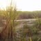 Projeto de Rec. Ambinetal.Faz. Rio Claro(Denise-MT).Eng.Florestal Mazinho.Tel.9915-4130