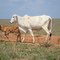 CRUZAMENTO INDUSTRIAL - RED ANGUS X NELORE