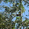 Fauna - Fazenda D. Leila - Videplast