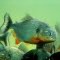 Piranha-vermelha (Pygocentrus nattereri) Terra Nova-Manaus AM