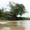 Amazonas, Wood / Fa