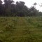 Reflorestamento Fazenda Rossetto