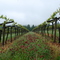 Red Clover Between Rows of Pinot Gris Vines - J Albin Vineyard