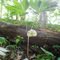 Mayapple