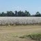 Cotton field in bloom
