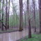 Bottomland Hardwoods