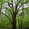 Largest Overcup Oak Tree in the State of Arkansas