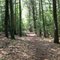 Trail Through Woods