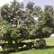 FAZENDA JANGADA
