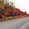 Fall colors