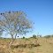 Barbatimão, Cerrado brasileiro
