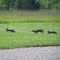 Gray Foxes