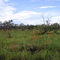 Cerrado