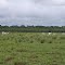 Cadastro de Compromisso Socioambiental - Fazenda Colibri / C.Vale - Cadastrada desde 2010