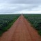 Fazenda de soja em Nova Ubiratã