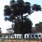 ESCOLA AGROTÉCNICA FED. DE SÃO VICENTE