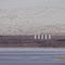 Canada geese on the Missouri below Garrison Dam