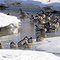 Canada Geese in a winter stream