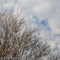 EBHS Tree1