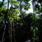 Selva!