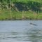 Boto Tucuxi, Amazonas Brasil