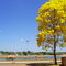 Ipê Amarelo frente para o lago 2