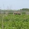 Mannington Meadows