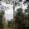 RAMAIS NA FLORESTA