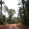 RAMAIS NA FLORESTA
