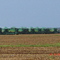 Colheita 2005/06