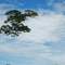 PAISAGEM