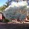 Árvore Neve da Montanha - [Euphorbia leucocephala] - no Restaurante do Bironda (Já não existe mais)
