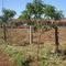 Neem Indiano