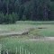 Deer along the Grande Rhonde