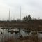 Swamp near Penns Creek