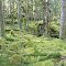 Afognak forrest