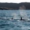 Orcas in Seal Bay