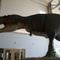 The Peck's Rex