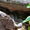 Rattlesnake2