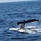 a humpback whale waving his fluke