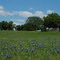 Bluebonnet Trail, Ennis, Tx