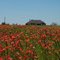 Bluebonnet Trail, Ennis, Tx