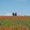 Bluebonnet Trail, Ennis, Tx