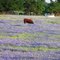 On the Ennis Bluebonnet Trail (2011)
