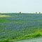 1st stop, Ennis, Texas Bluebonnet Trail,  April, 16, 2011