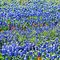 6th stop, Ennis, Texas Bluebonnet Trail, April 16, 2011