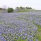 Texas Bluebonnet Trail, March 27, 2012