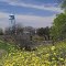 Richland Springs water tower & blooms