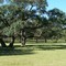 Oaks by a pond