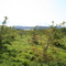 Champlain Orchards